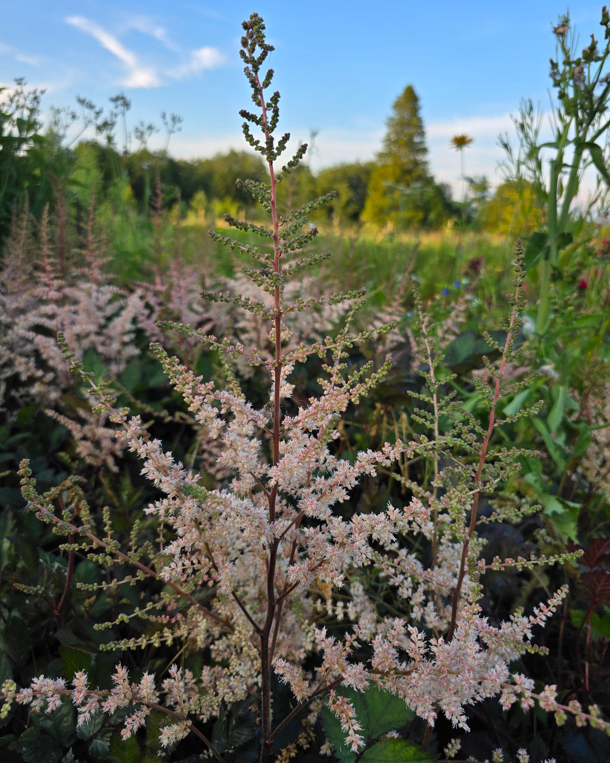 Hiina astilbe 'Spotlight'