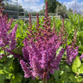 Hiina astilbe 'Vision in Pink'
