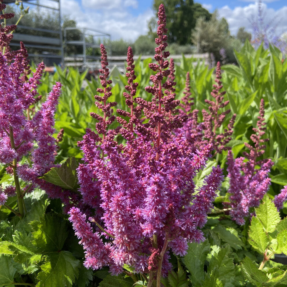 Hiina astilbe 'Vision in Pink'