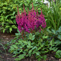 Hiina astilbe 'Vision in Red'