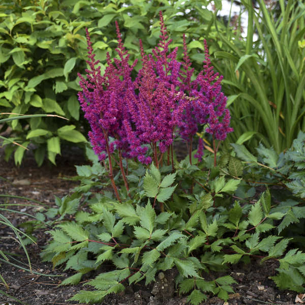 Hiina astilbe 'Vision in Red'
