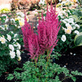 Hiina astilbe 'You and Me Forever'