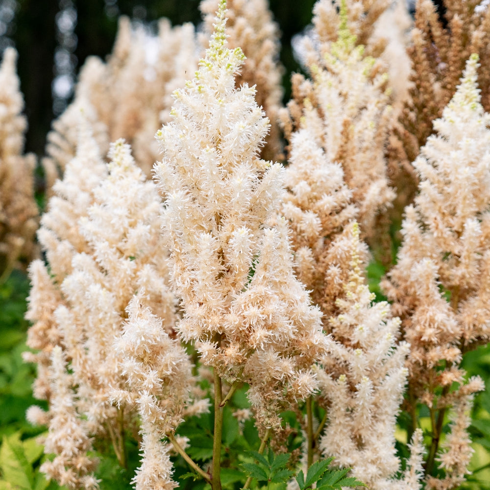 Hiina astilbe 'You and Me Together'