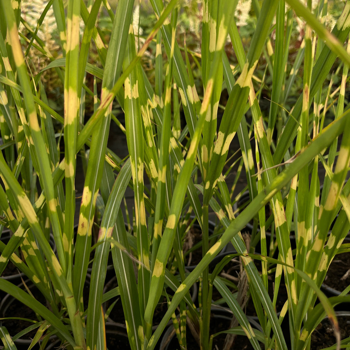 Hiina siidpööris ‘Strictus’