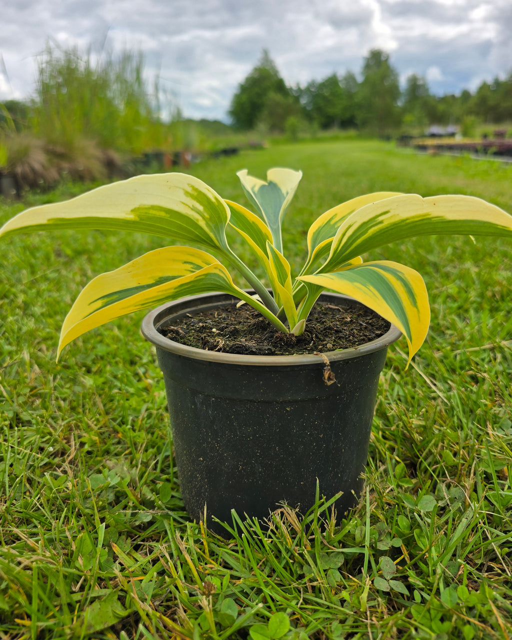 Hosta 'Autumn Frost'