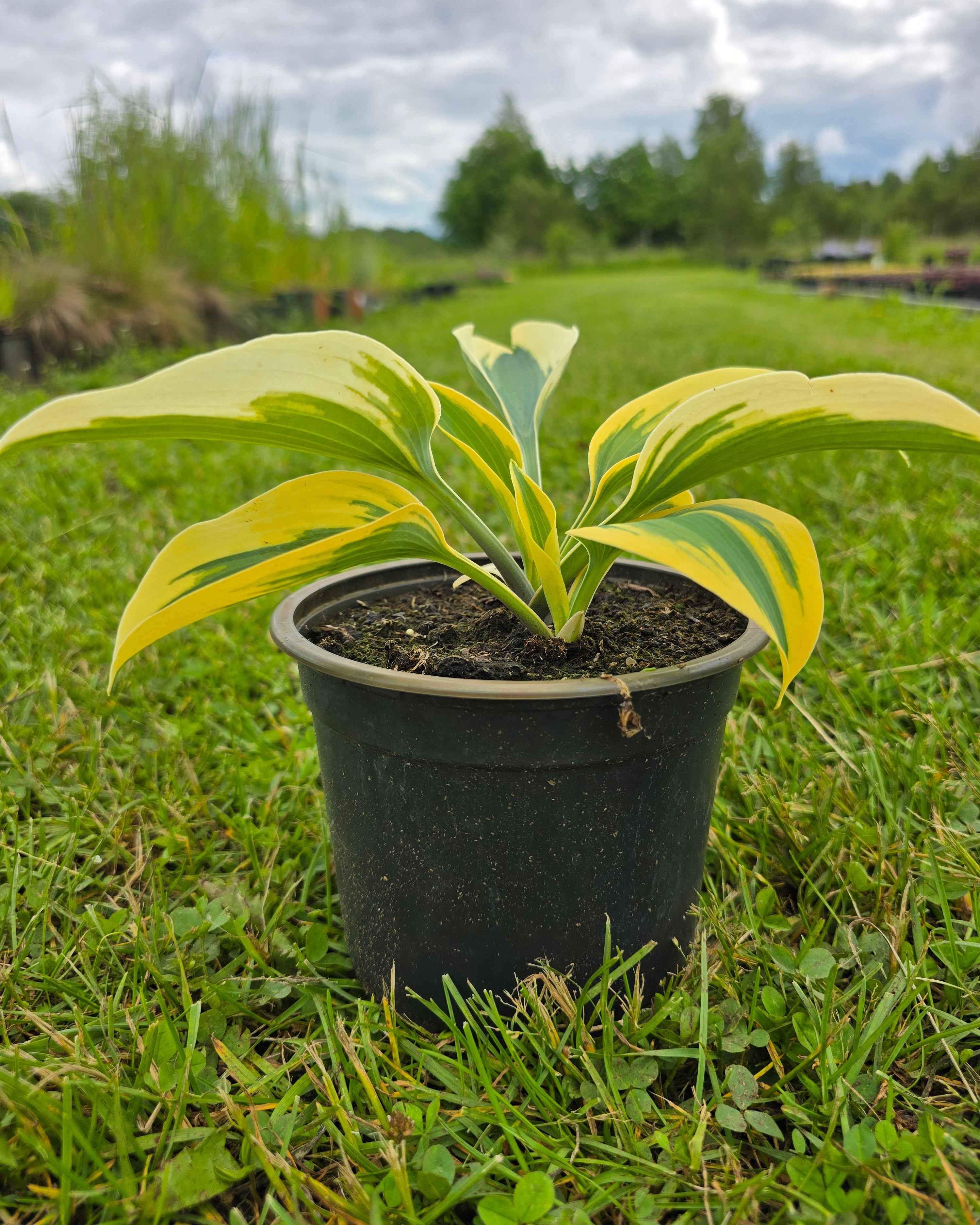 Hosta 'Autumn Frost'