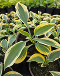 Hosta 'Autumn Frost'