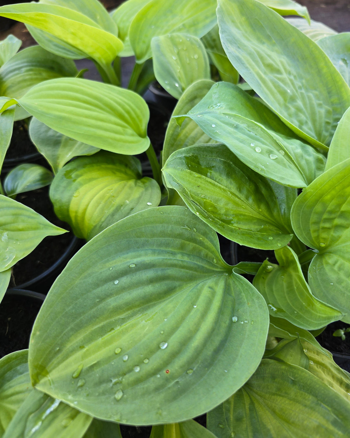 Hosta 'Avocado'