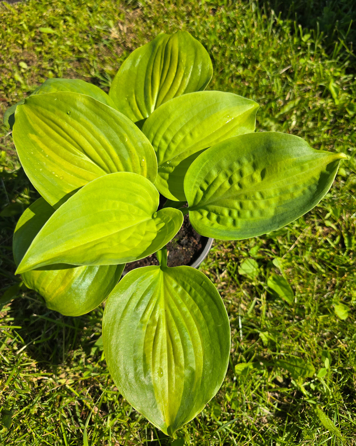 Hosta 'Avocado'