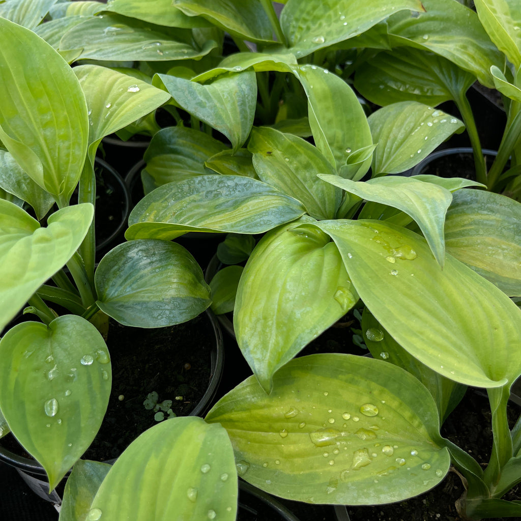 Hosta 'Avocado'