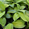 Hosta 'Avocado'
