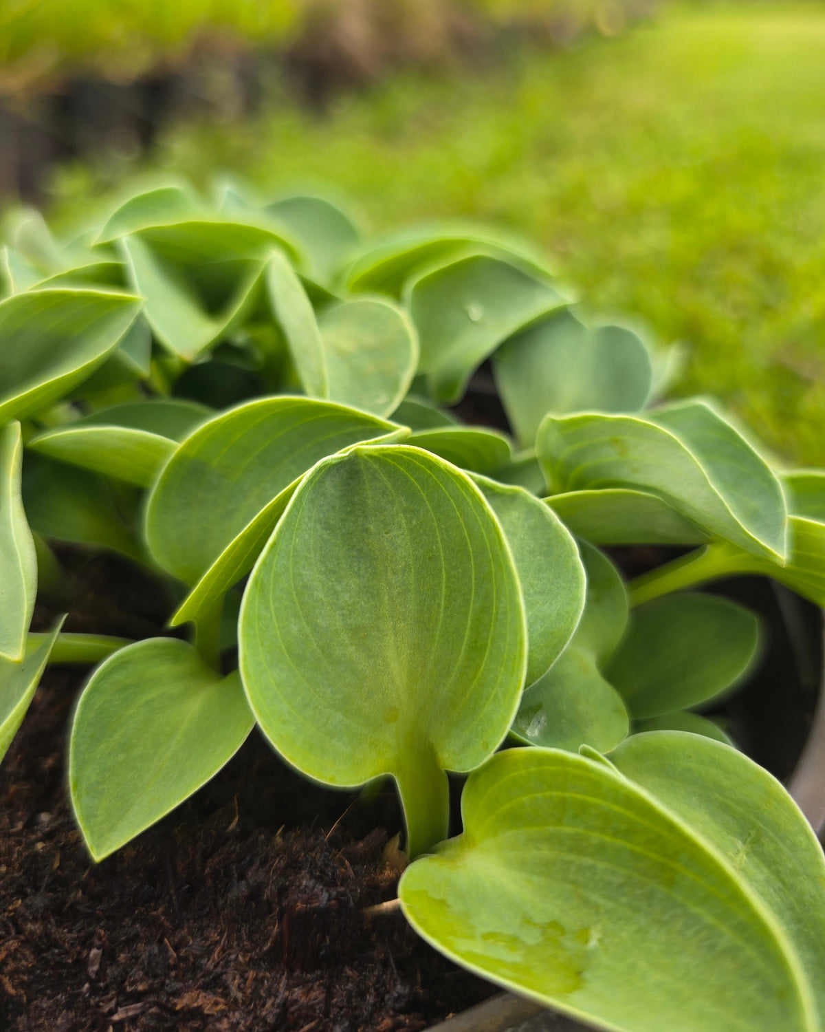 Hosta 'Blue Mouse Ears'