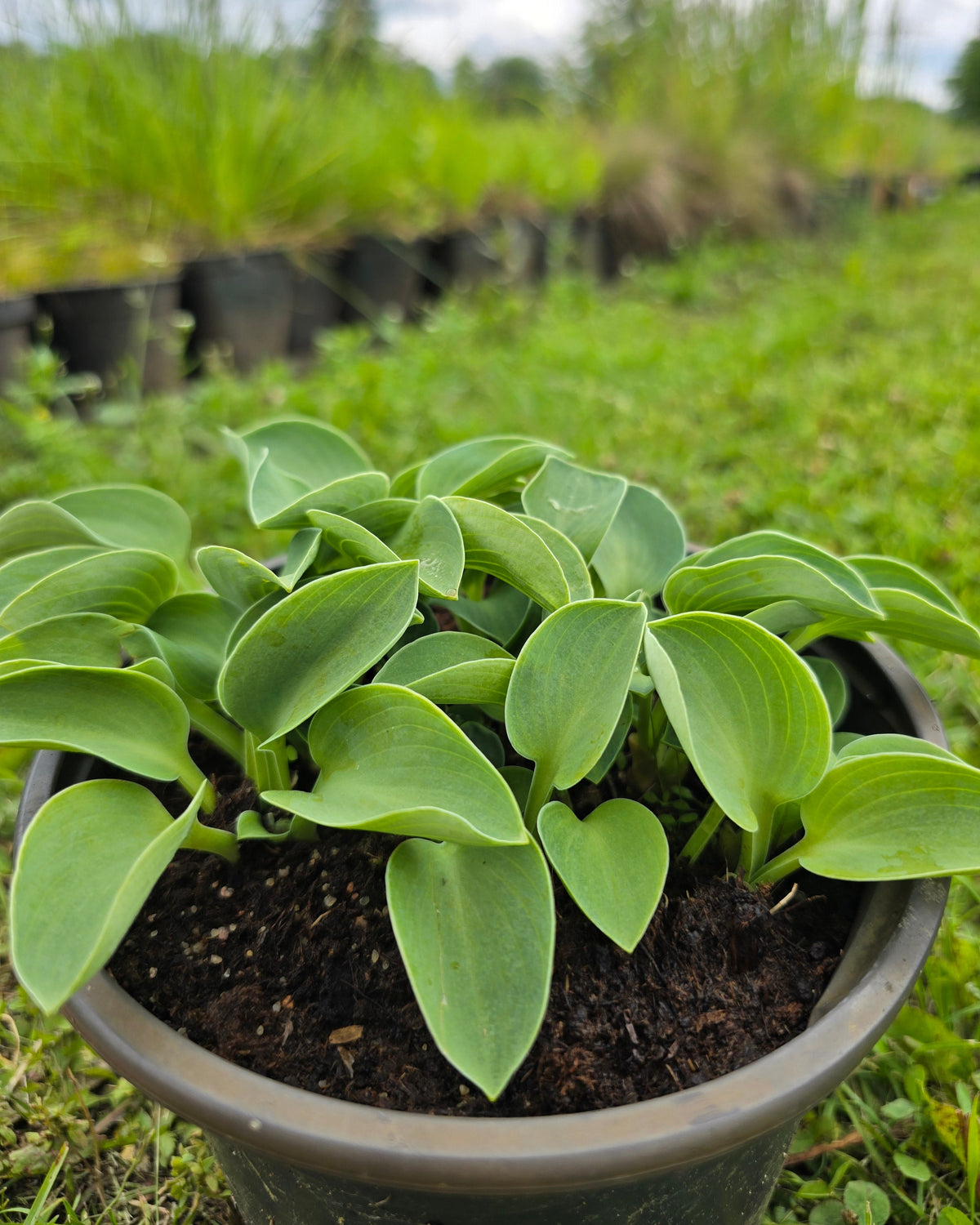 Hosta 'Blue Mouse Ears'
