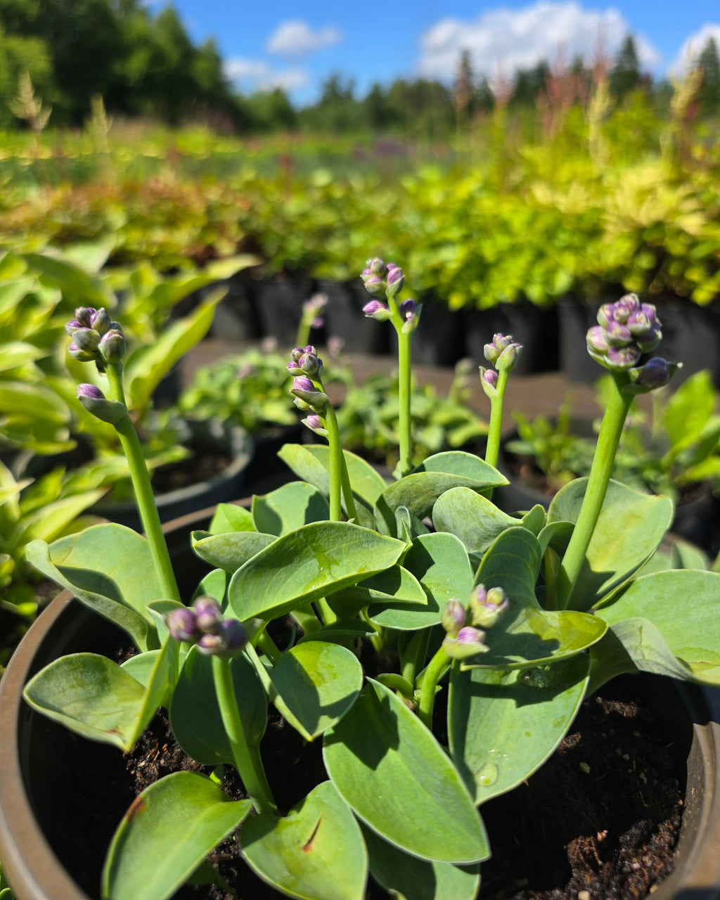 Hosta 'Blue Mouse Ears'