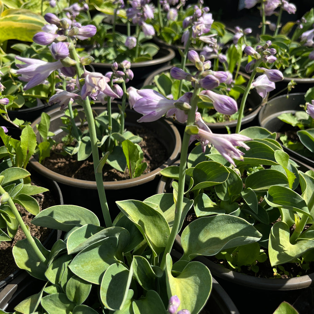 Hosta 'Blue Mouse Ears'
