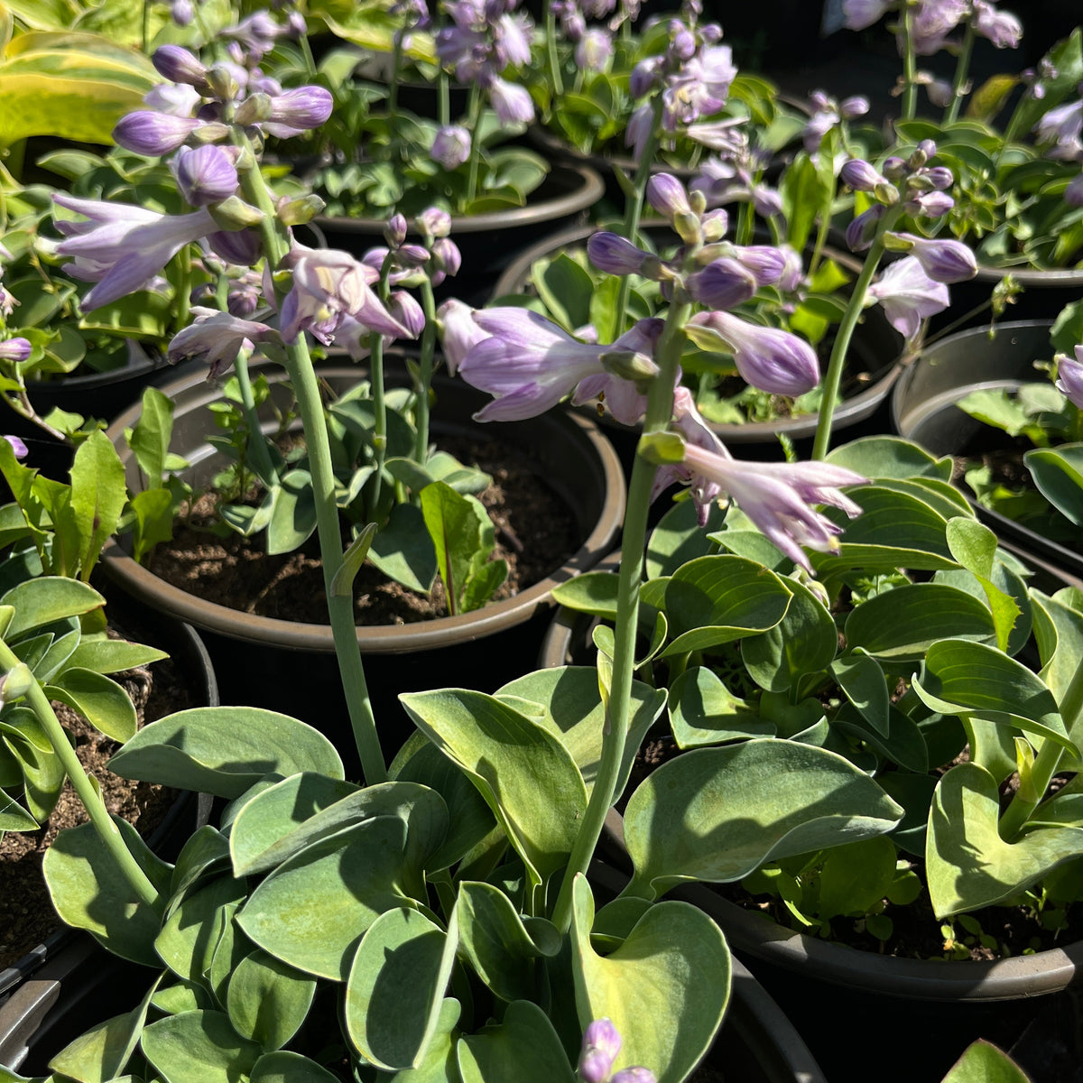 Hosta 'Blue Mouse Ears'