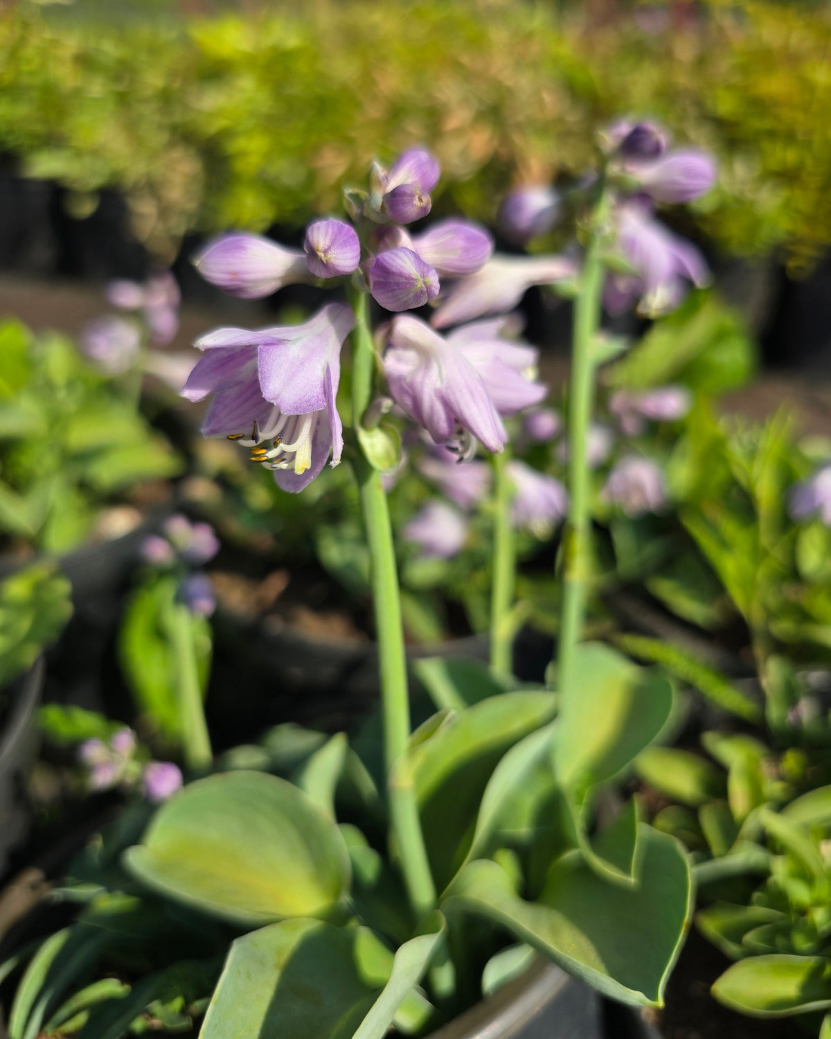 Hosta 'Blue Mouse Ears'