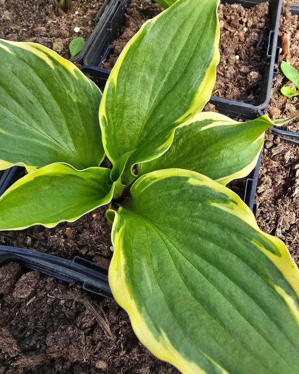 Hosta 'Sorbet'