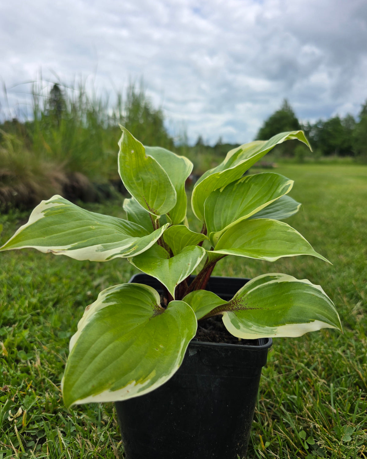 Hosta 'Sorbet'