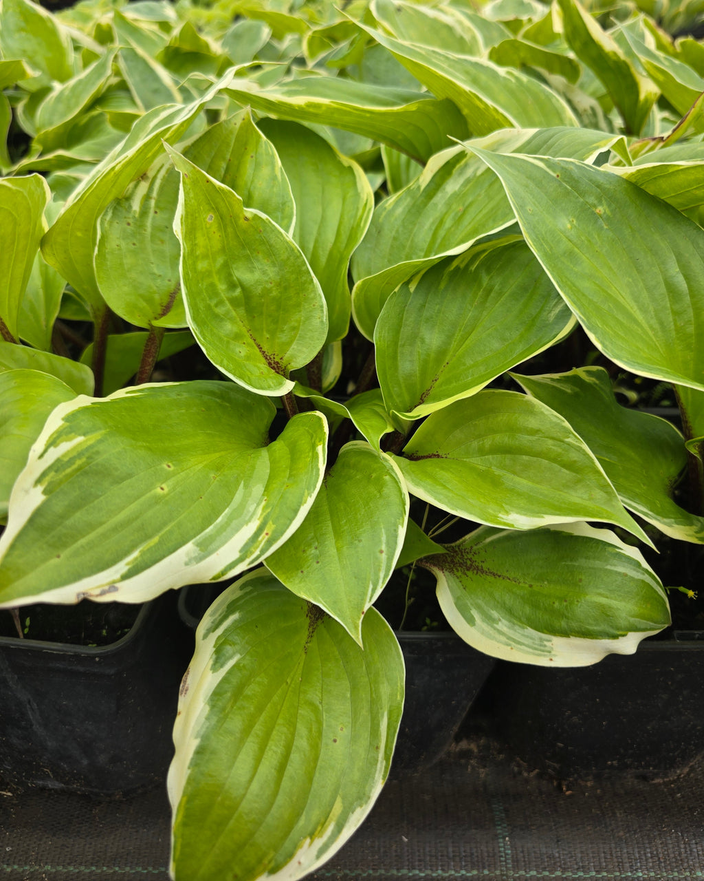 Hosta 'Sorbet'