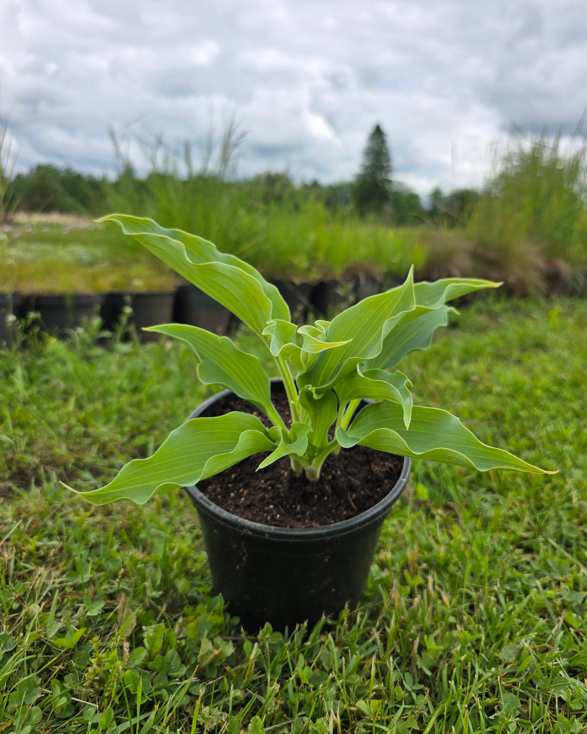 Hosta 'Waterslide'