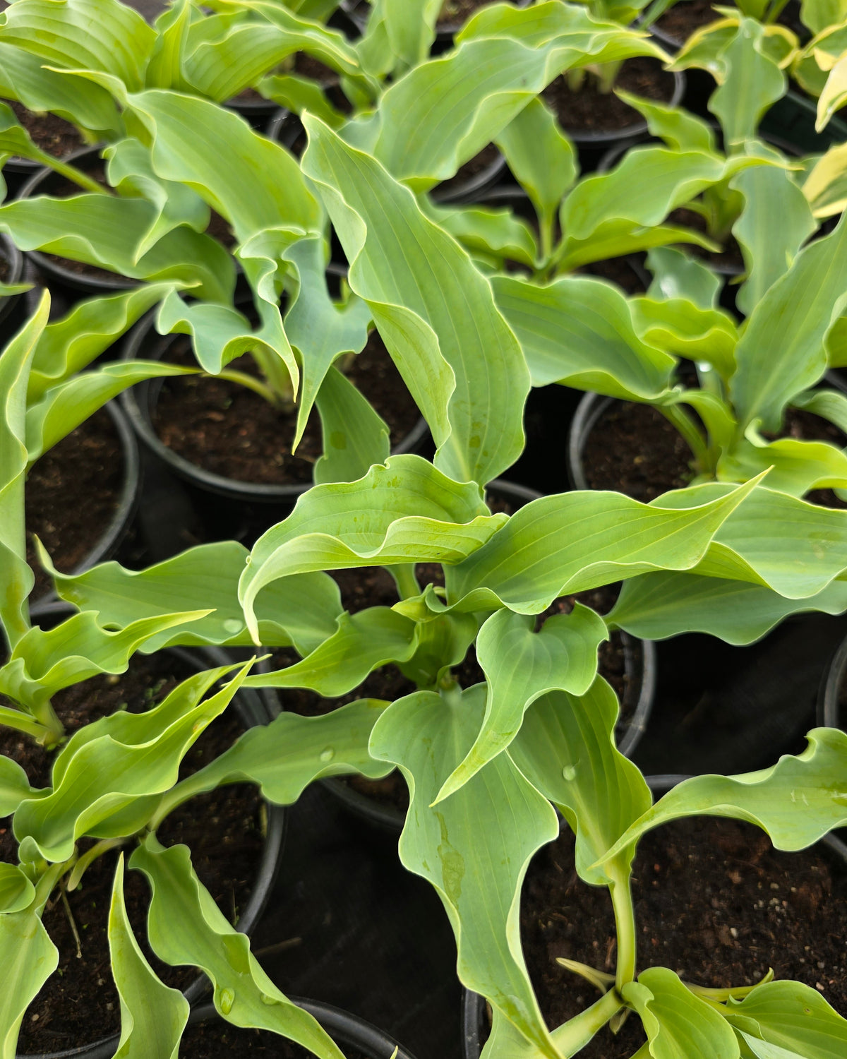 Hosta 'Waterslide'