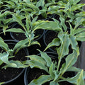 Hosta 'Waterslide'