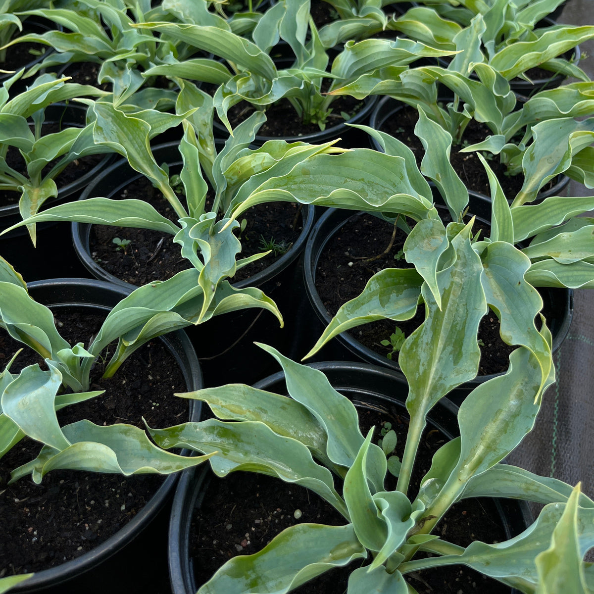 Hosta 'Waterslide'