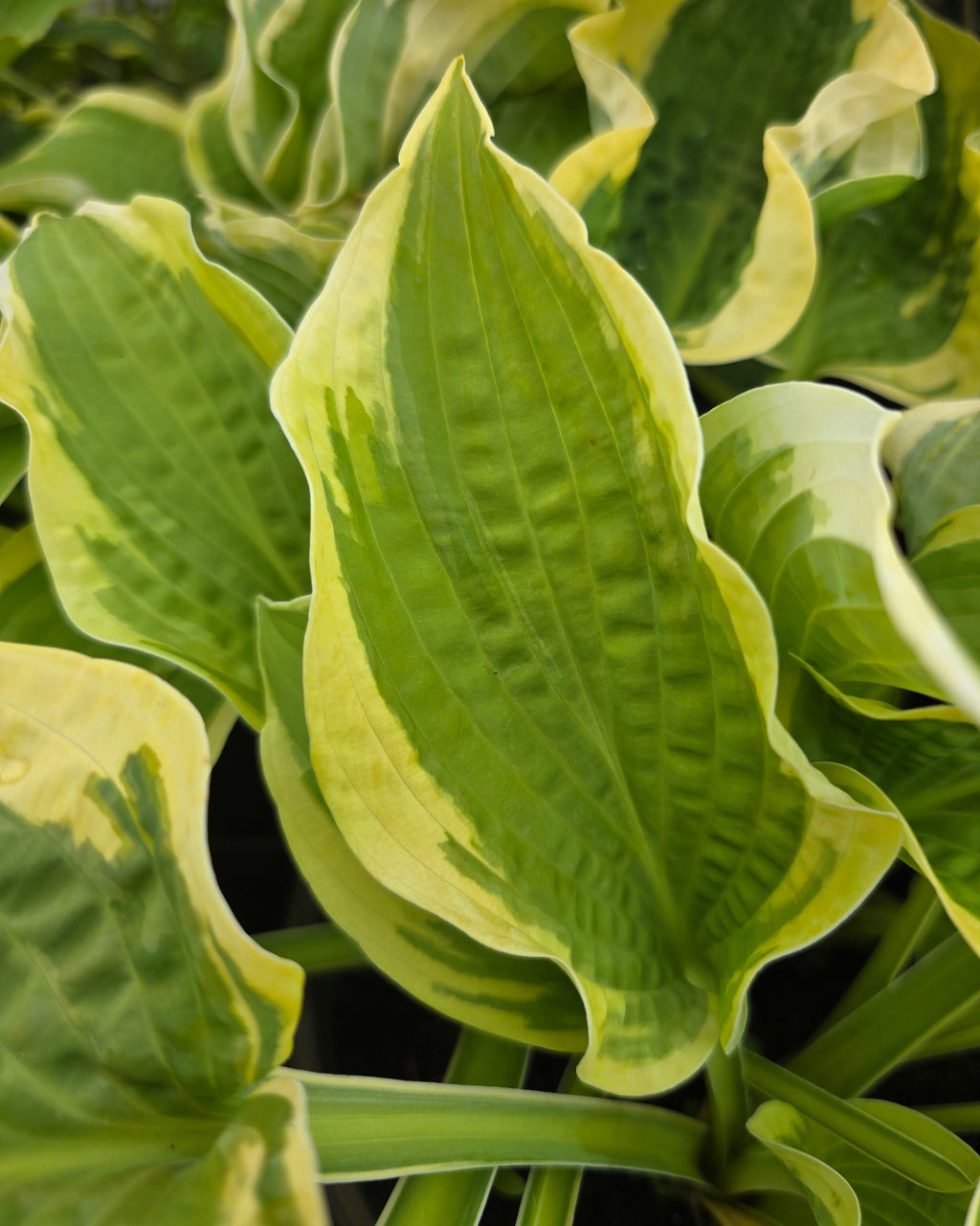 Hosta 'Wide Brim'