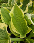 Hosta 'Wide Brim'