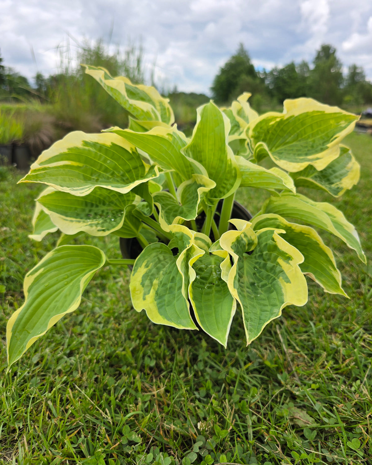 Hosta 'Wide Brim'