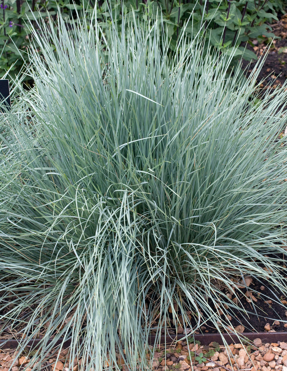 Igihaljas kaerand 'Saphirsprudel'