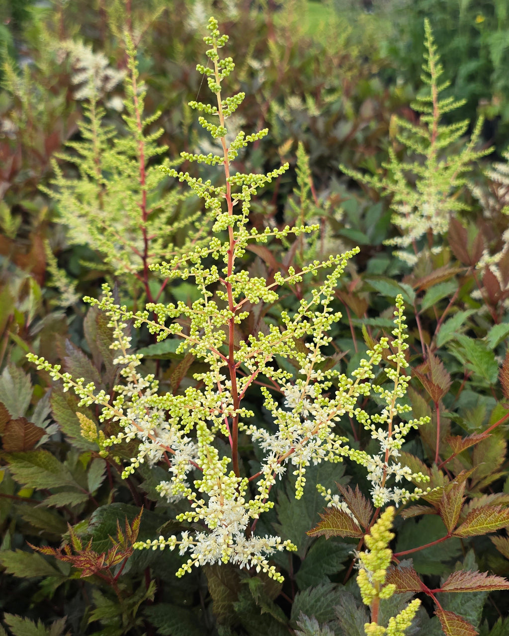 Jaapani astilbe 'Ellie'