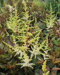 Jaapani astilbe 'Ellie'