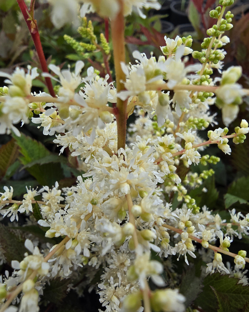 Jaapani astilbe 'Ellie'