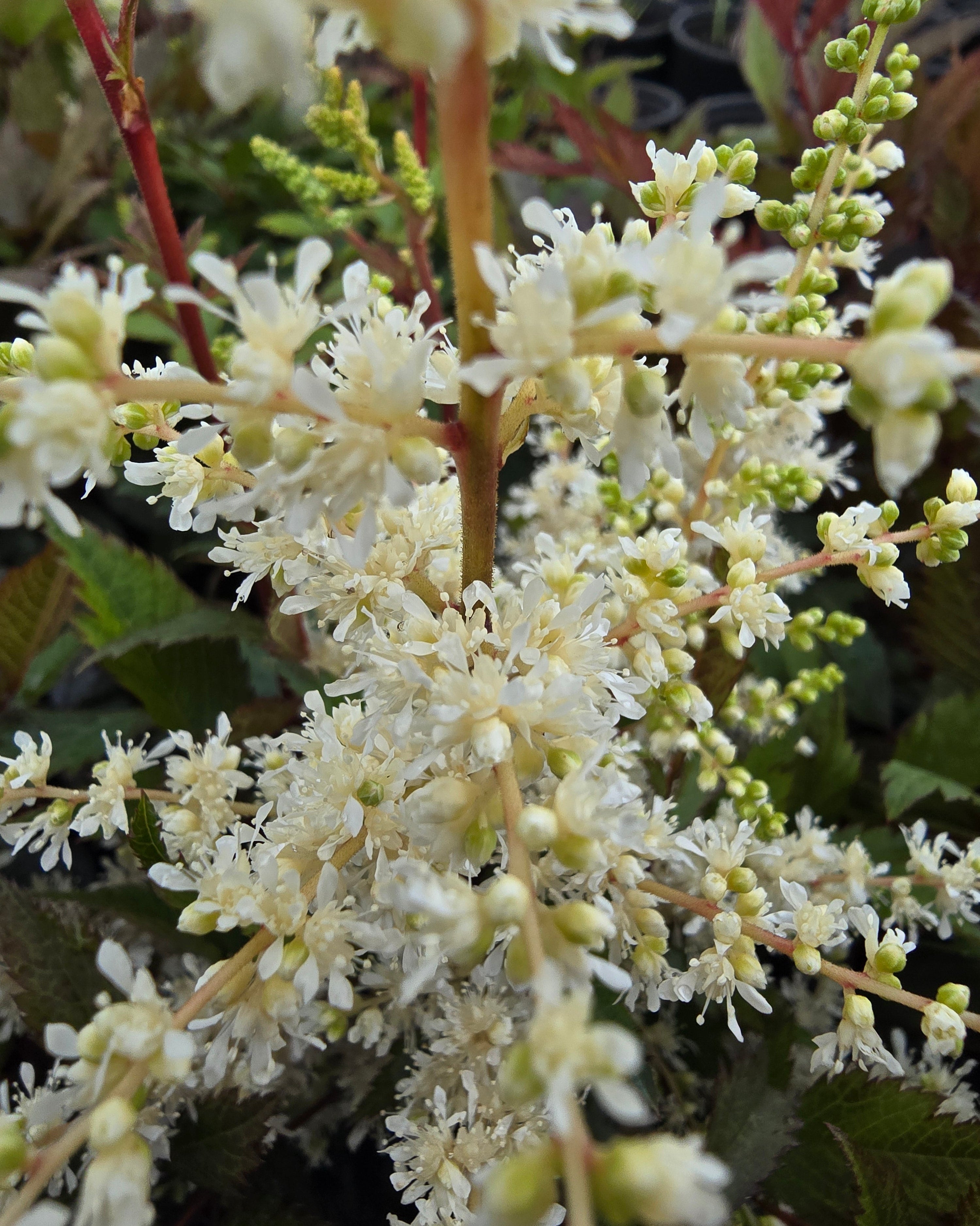 Jaapani astilbe 'Ellie'