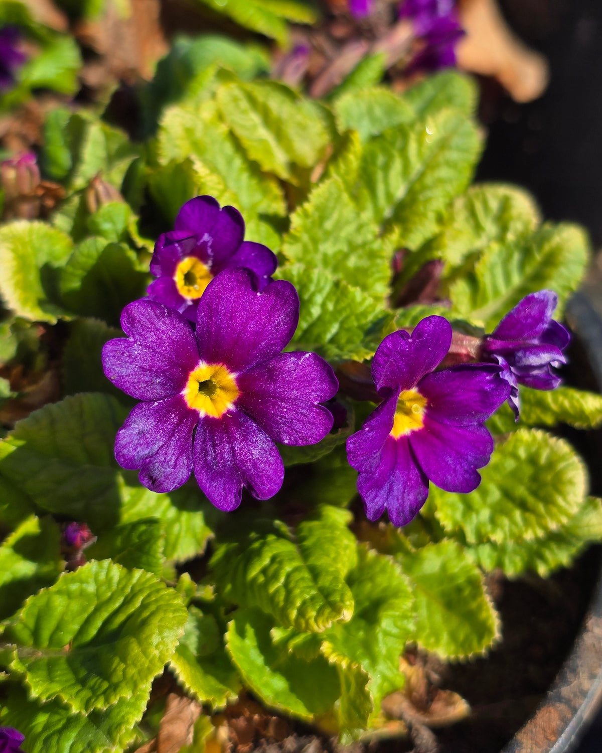 Julia priimula 'Wanda'