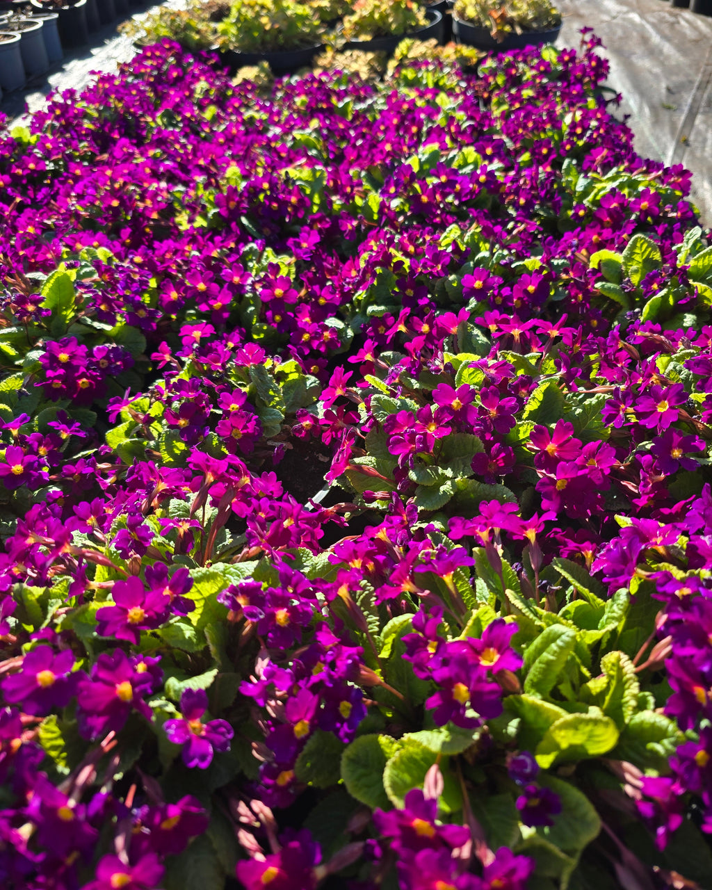 Julia priimula 'Wanda'