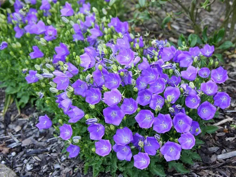 Karpaadi kellukas 'Perla Blue'