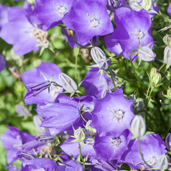 Karpaadi kellukas 'Perla Blue'