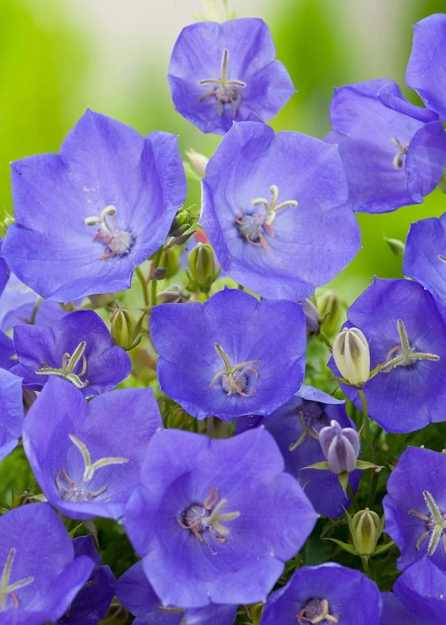 Karpaadi kellukas 'Perla Blue'