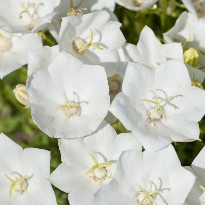 Karpaadi kellukas 'Perla White'