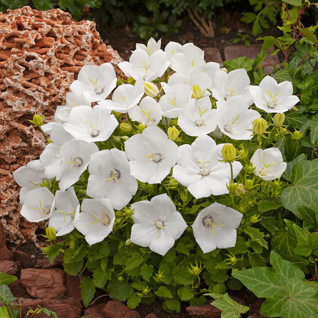 Karpaadi kellukas 'Perla White'