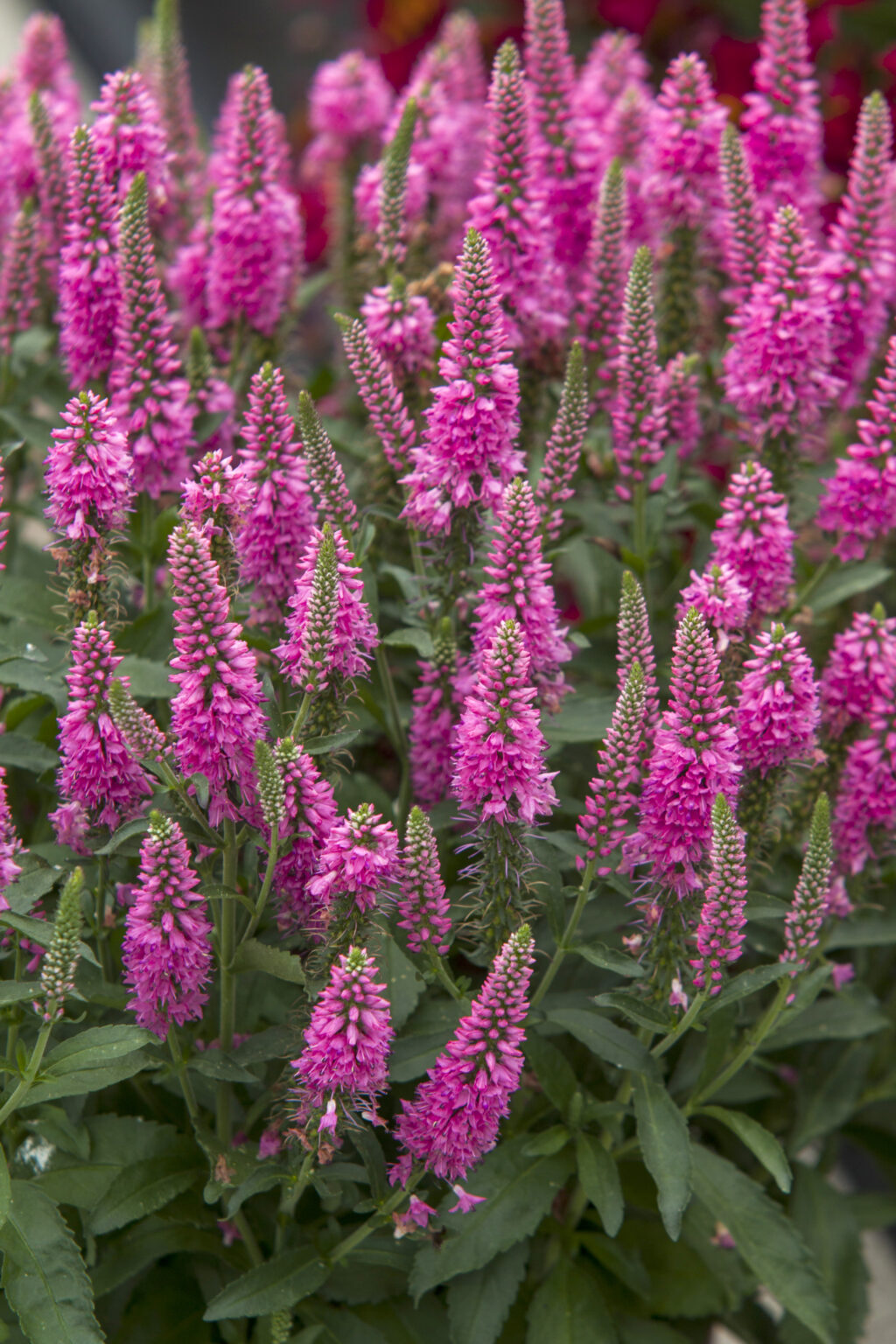 Kassisaba 'Bubblegum Candles'