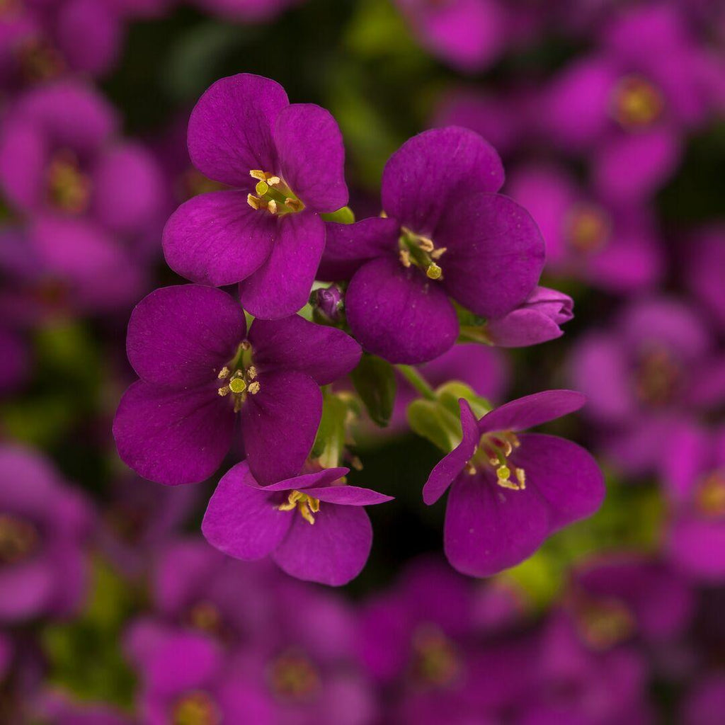 Kaukaasia hanerohi Aubris 'Deep Rose'