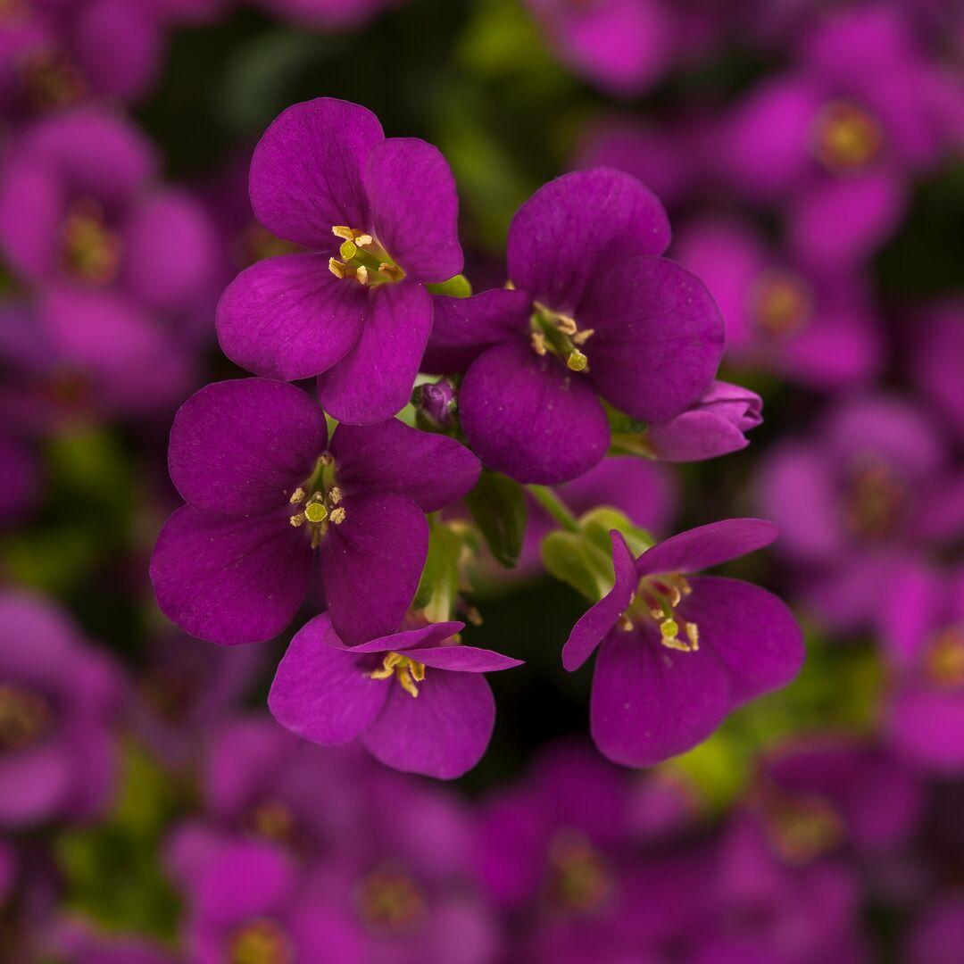 Kaukaasia hanerohi Aubris 'Deep Rose'