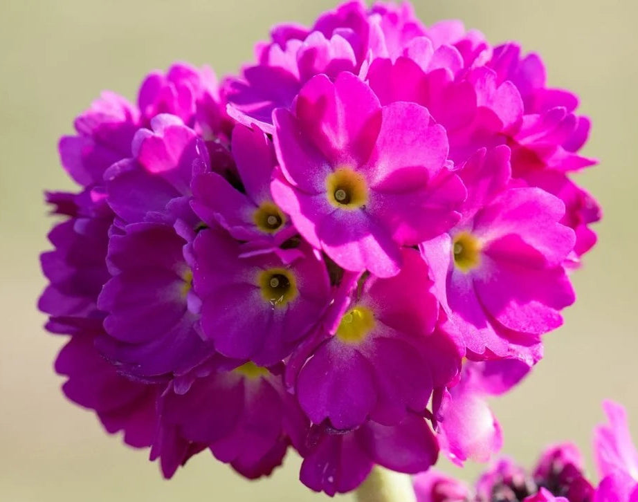 Kerapriimula 'Prom Deep Rose'