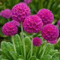 Kerapriimula 'Prom Deep Rose'