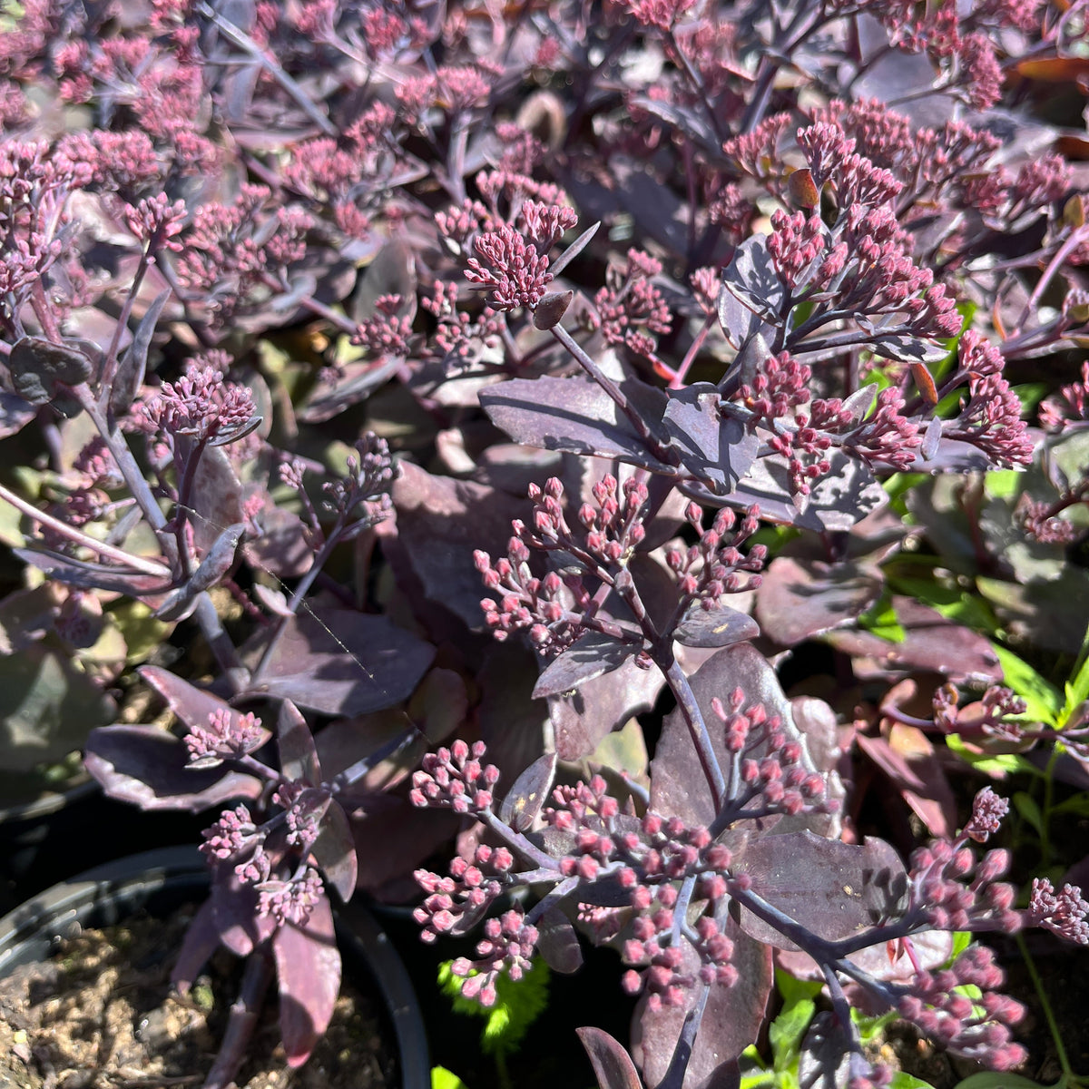 Kikkahari 'Globe Purple'