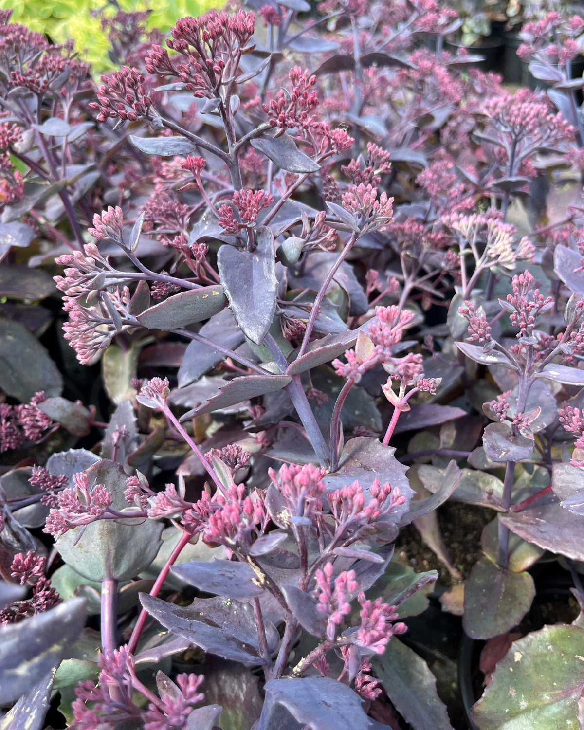 Kikkahari 'Globe Purple'